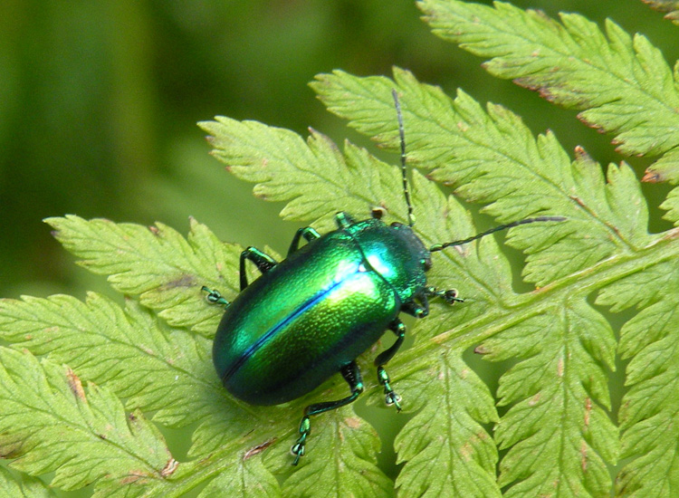 Chrysomelidae dal Trentino